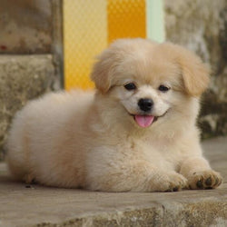 Corgi Print 2 Pieces Set Women Design Crop Top + Shorts Stretchy Pajamas Loose Tops Elastic Waist Casual S61004